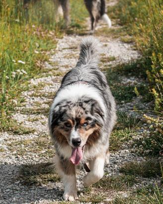 Australian Shepherd disponibile per monta