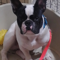 Disponibile per monta