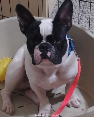 Disponibile per monta