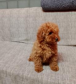 Barboncino Toy Red Maschio