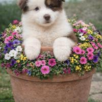 Cucciola australian shepherd