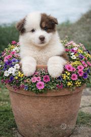 Cucciola australian shepherd