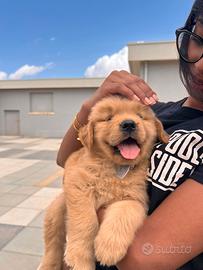 Golden Retriever
