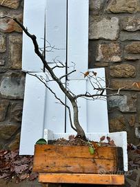 Pre bonsai di faggio