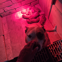 Incrocio tra pitbull & rottweiler