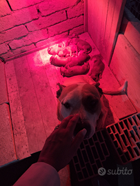 Incrocio tra pitbull & rottweiler