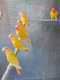Inseparabili