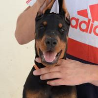 Dobermann