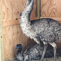 Emu , nandu , oche ed altro