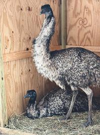 Emu , nandu , oche ed altro