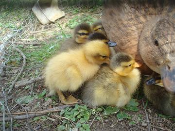 Giovani anatre mignon e becco corto