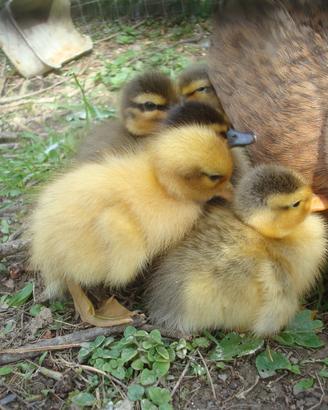 Giovani anatre mignon e becco corto