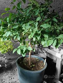 Pianta limoni 