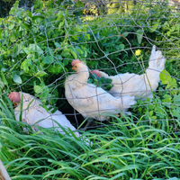 Galline livornesi bianche