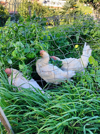 Galline livornesi bianche