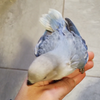 Inseparabili roseicollins allevato a mano