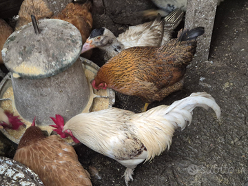 Chioccia e galli
