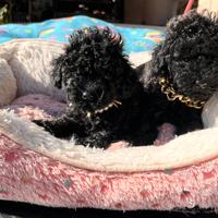 Barboncino mini toy Pedigree