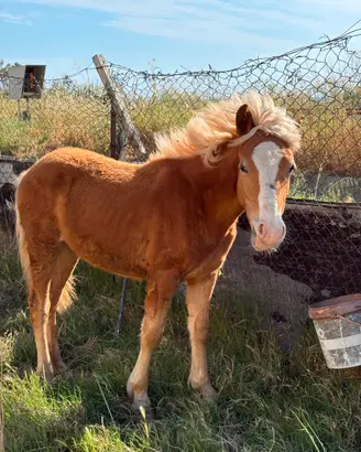Cavalla haflinger