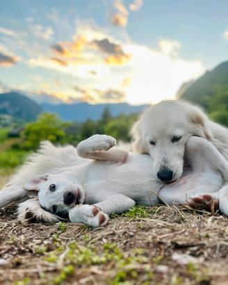 Cucciolo di cane incrocio maremmano 5 mesi