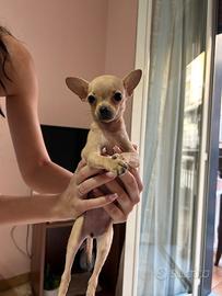 Chihuahua mini