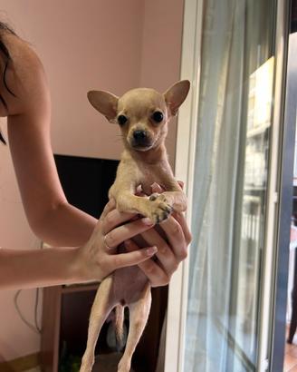 Chihuahua mini