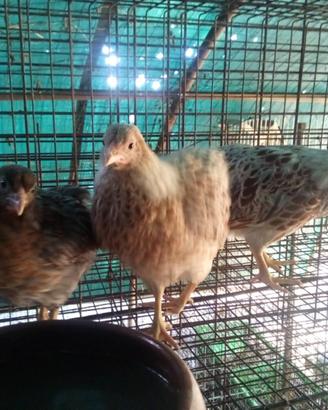Gruppo wyandotte nana 6f. 1m