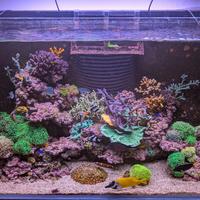 acquario marino completo