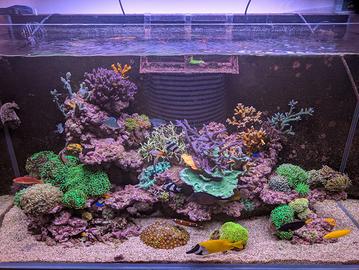 acquario marino completo