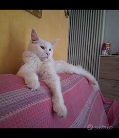 Maine coon con peedegre vacinato e sterilizzato