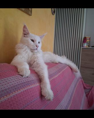 Maine coon con peedegre vacinato e sterilizzato