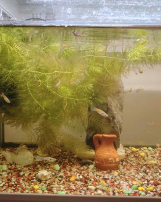 Pesci guppy