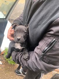 Cucciolo pittbull