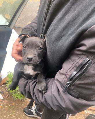 Cucciolo pittbull
