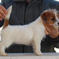 Jack russell terrier cuccciole