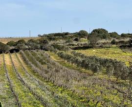 TERRENO AGRICOLO CON STANZA