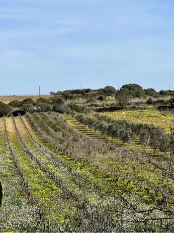 TERRENO AGRICOLO CON STANZA