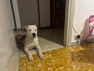 Amstaff