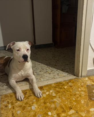 Amstaff