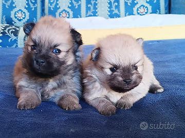 SPITZ POMERANIA NANO,con pedigree Enci