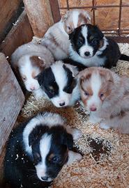 Pastore Australiano (Australian Shepherd)