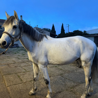 Cavallo da salto per scuola