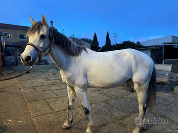 Cavallo da salto per scuola