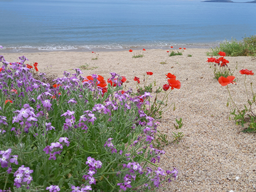 Attivita' di chiosco a torregrande