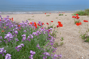 Attivita' di chiosco a torregrande