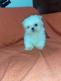 Cucciola di Shitzu