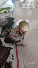 Pullo. Di inseparabili