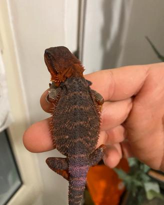 Pogona red