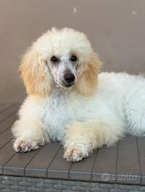 Cucciola di barboncino nano