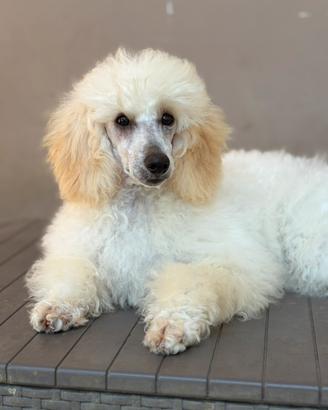 Cucciola di barboncino nano